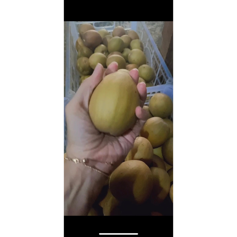 

Sawo madu JUMBO 1kg