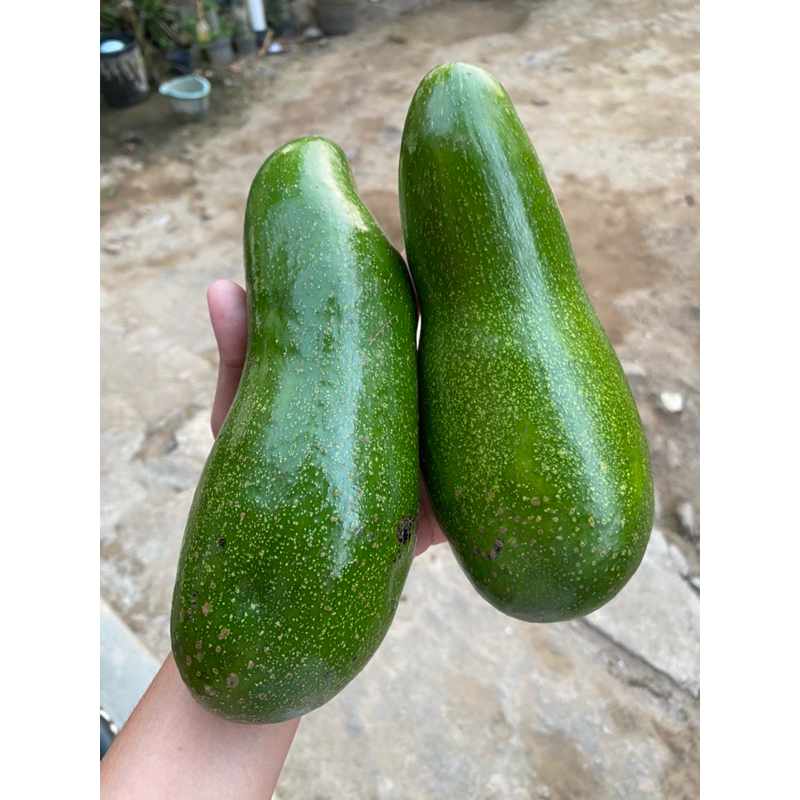 

Alpukat Mentega