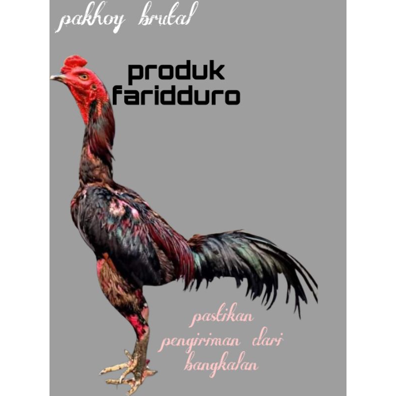 Telur fertil ayam pakhoy full brakot drumband brutal trah aswindam GARANSI FERTIL