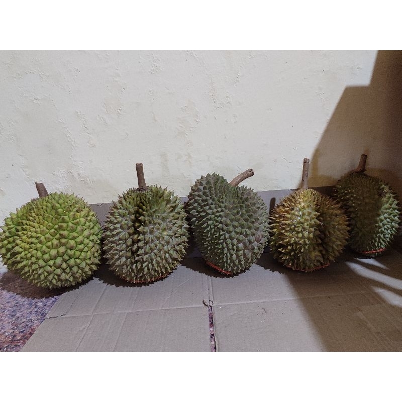 

durian