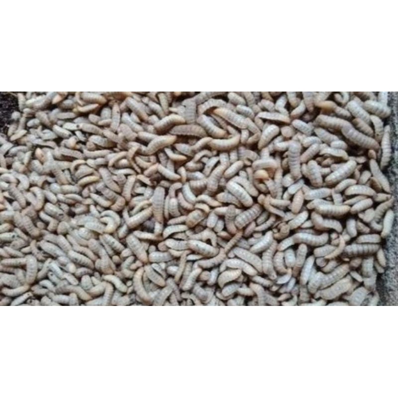 maggot fres maggot hidup1000g