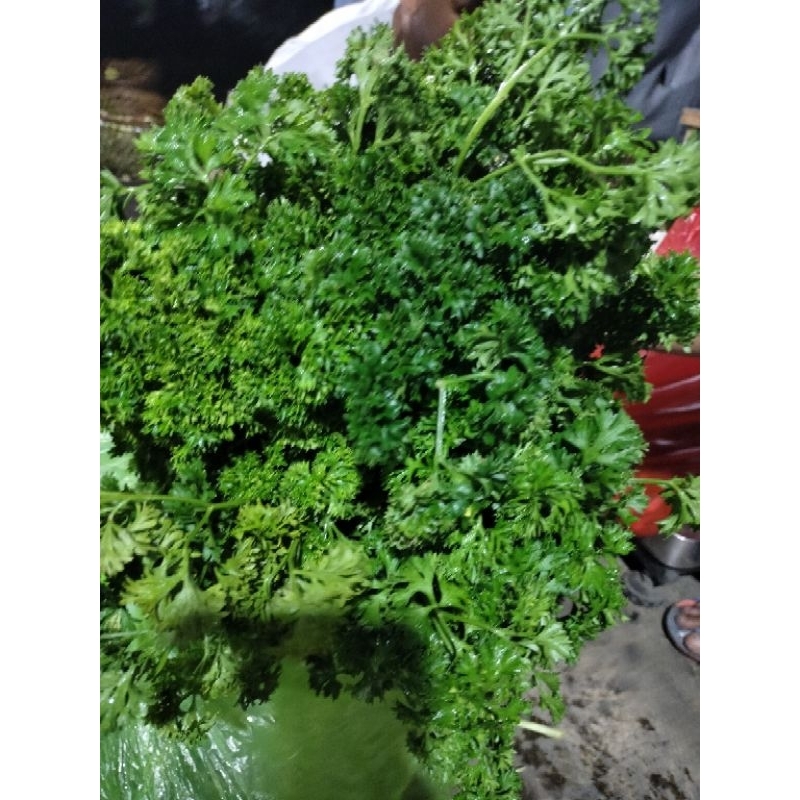 

Parsley 250 gram, parsley kaya manfaat, parsley aroma makanan, parsley nikmat, parsley salad, parsley obat.