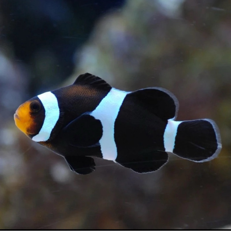 Nemo Clownfish Black Occelaris Darwin