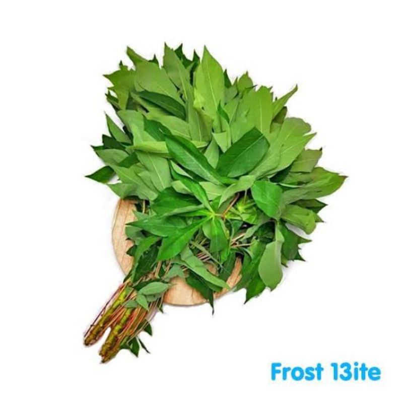 

DAUN SINGKONG FRESH DIPETIK LANGSUNG DARI KEBUN