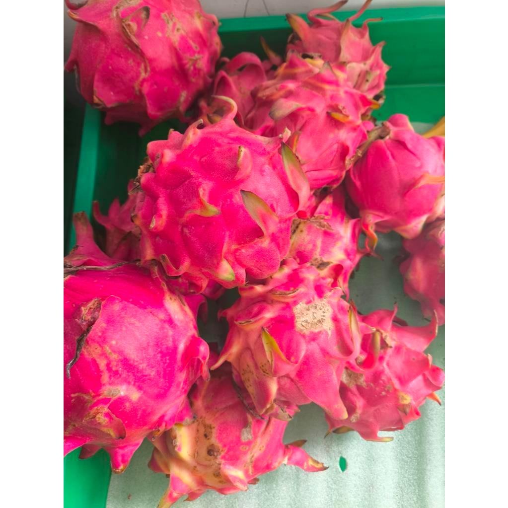 

Buah Naga Merah Super