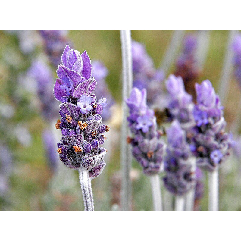 Jual Bibit  Tanaman Bunga Lavender Lokal Murah Rimbun siap tanam