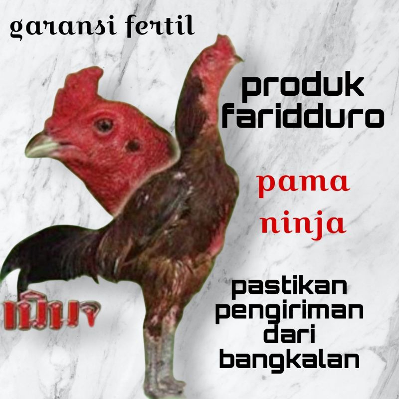 Telur ayam PAMA ninja fertil / GARANSI fertil / kwalitas import