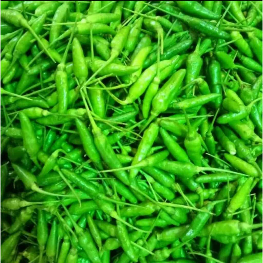 

Cabai Rawit Hijau 500 gr