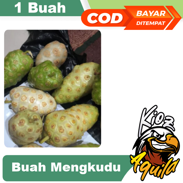 

Buah Mengkudu 1 pcs fresh tanpa pestisida BUAH MENGKUDU/PACE,HERBALALAMI,HIPERTENSI DIABETES