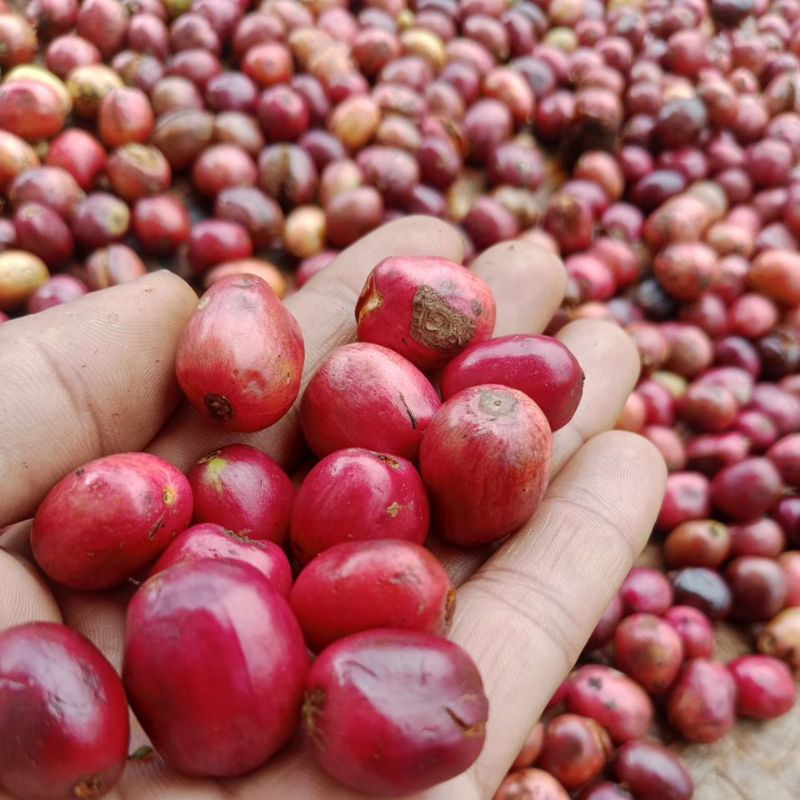 

biji kopi lampung segar buah super 500 gram