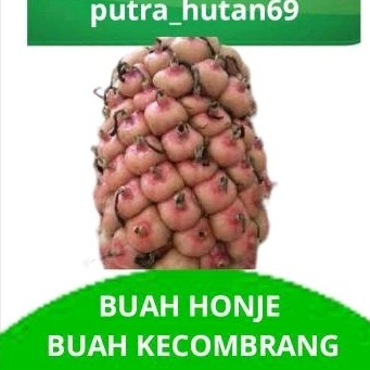 

BUAH HONJE / BUAH KECOMBRANG 1 KG