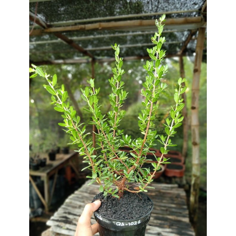 QA-1026, BAHAN BONSAI SANTIGI MAWAR SUPER SEMAI BIJI