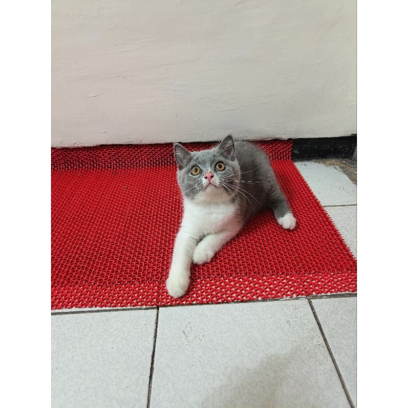 Kucing BSH (British Short Hair) Bicolor