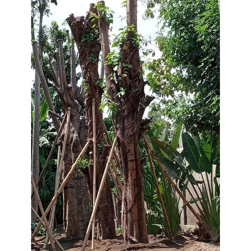 jual pohon bodhi besar tanaman bodhi