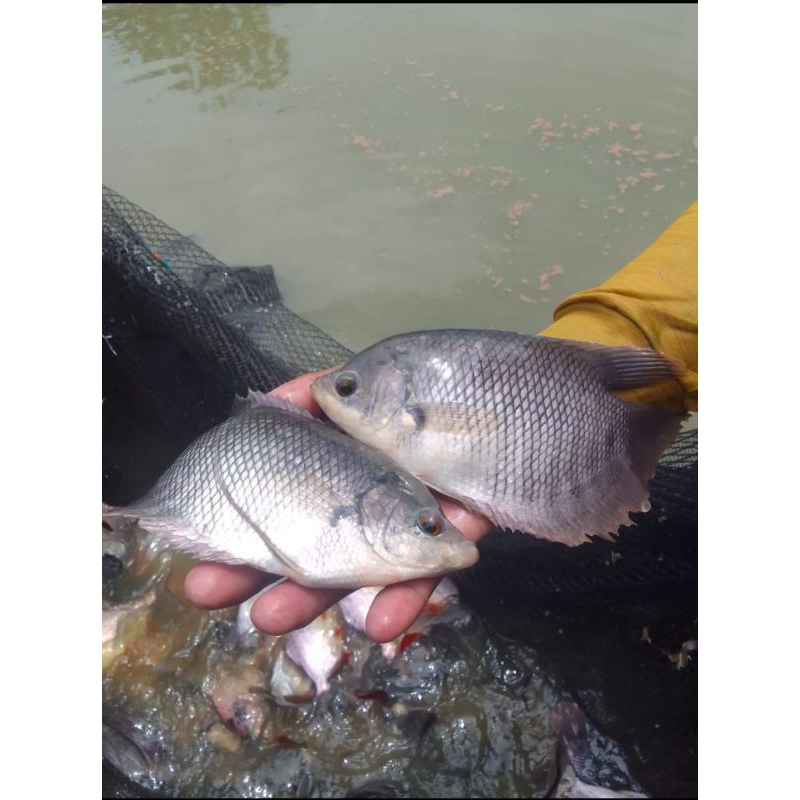 

ikan gurame konsumsi 1 kilo(sudah bersih)