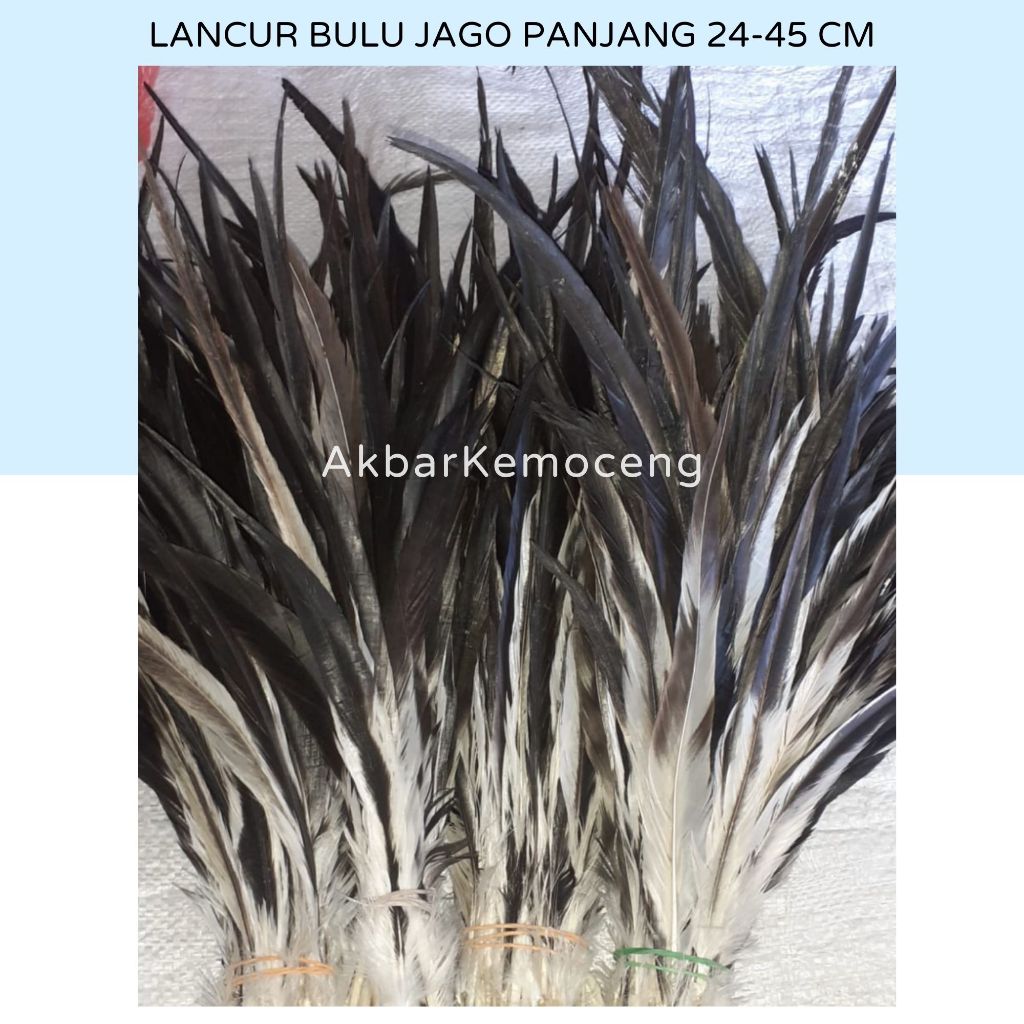 Bulu ayam jago lancur ekor warna hitam panjang isi 50 helai - lancur ayam jantan mahkota papua dayak