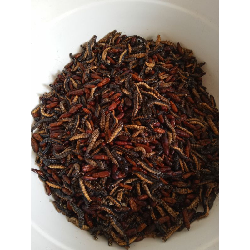 

ulet & kepompong jati matang