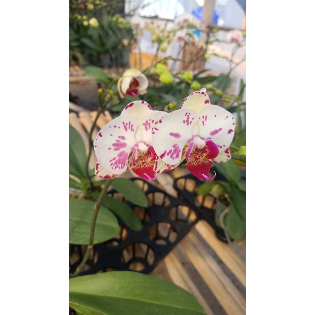 Tanaman Anggrek Hias - Tanaman Bunga Anggrek