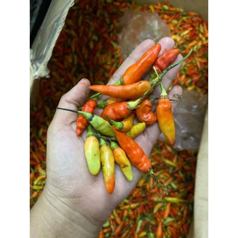 

cabe rawit merah kemasan 500gr