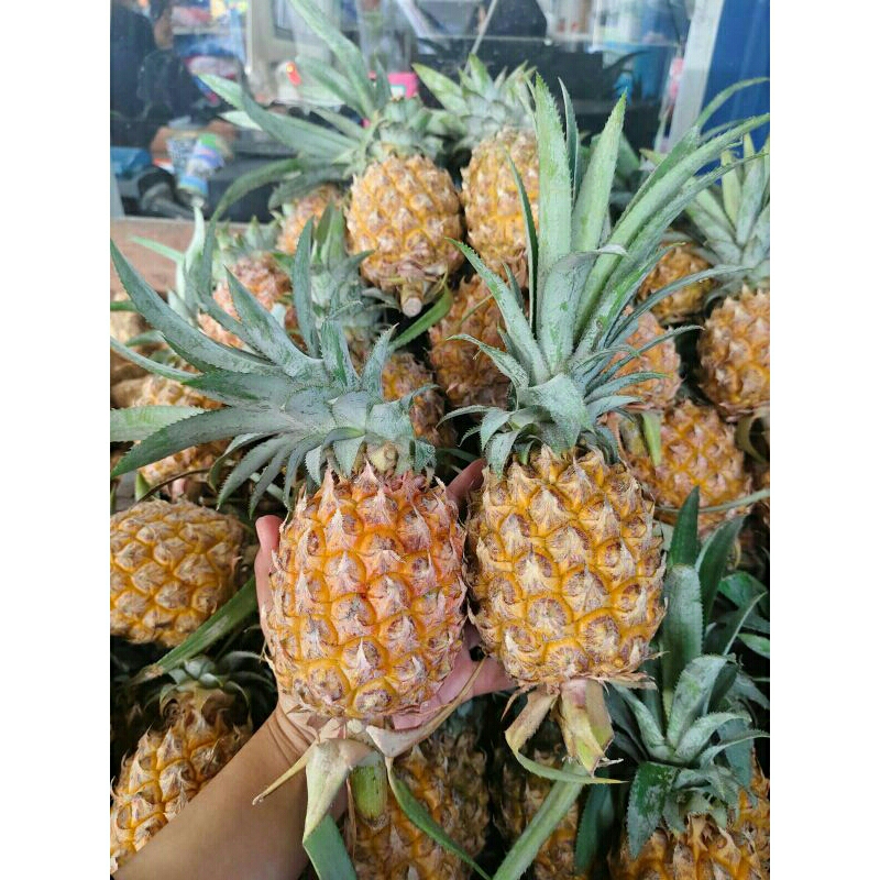 

buah nanas madu kecil