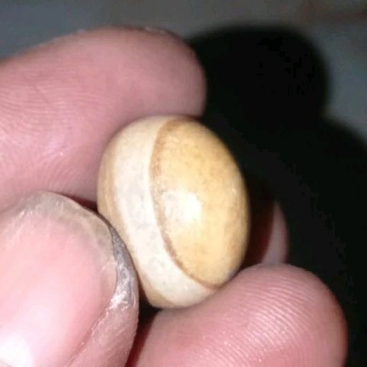 Batu Fossill Motif Puser/Mata Dewa Asli Semeru Lumajang