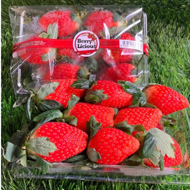 Strawberry Korea Jumbo MANIS BESAR