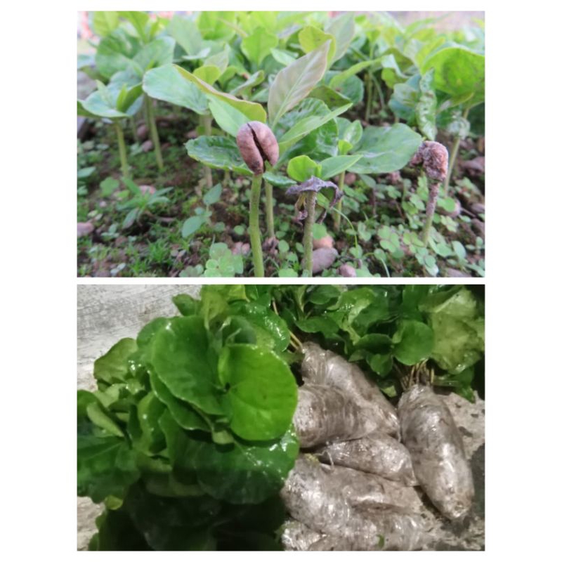 Bibit kopi ateng kecambah,bibit kopi siap tanam #ateng super #2daun #bibit #koffe #kecambah