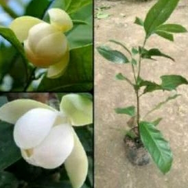 Tanaman Bunga Cempaka Telur