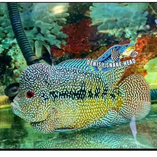 Perlengkapan akuarium lohan cencu rayakan berkualitas