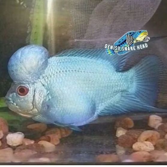 Perlengkapan aquarium thaisilk blue louhan lohan biru dekorasi aquarium