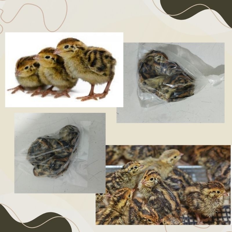doq burung puyuh frozen kemasan ekonomis per porsi makan 5 ekor fresh pakan elang burung hantu repti