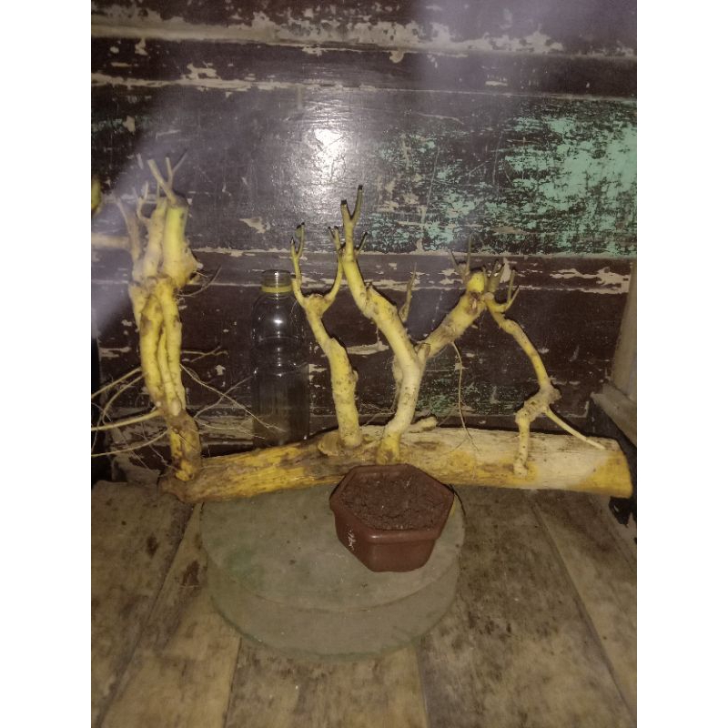 bahan bonsai serut dongkelan gaya raft