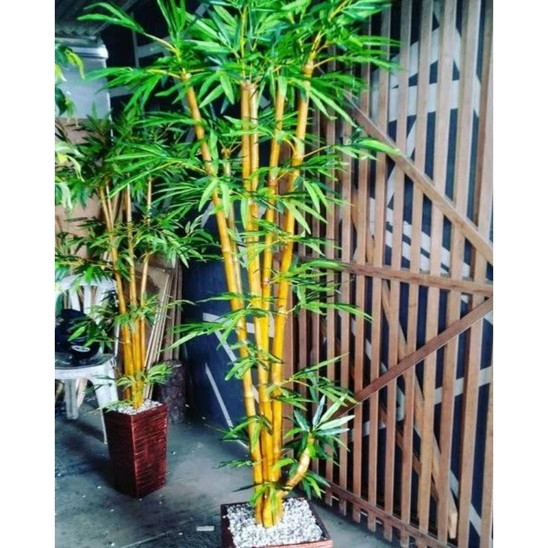 

pring kuning / bambu kuning