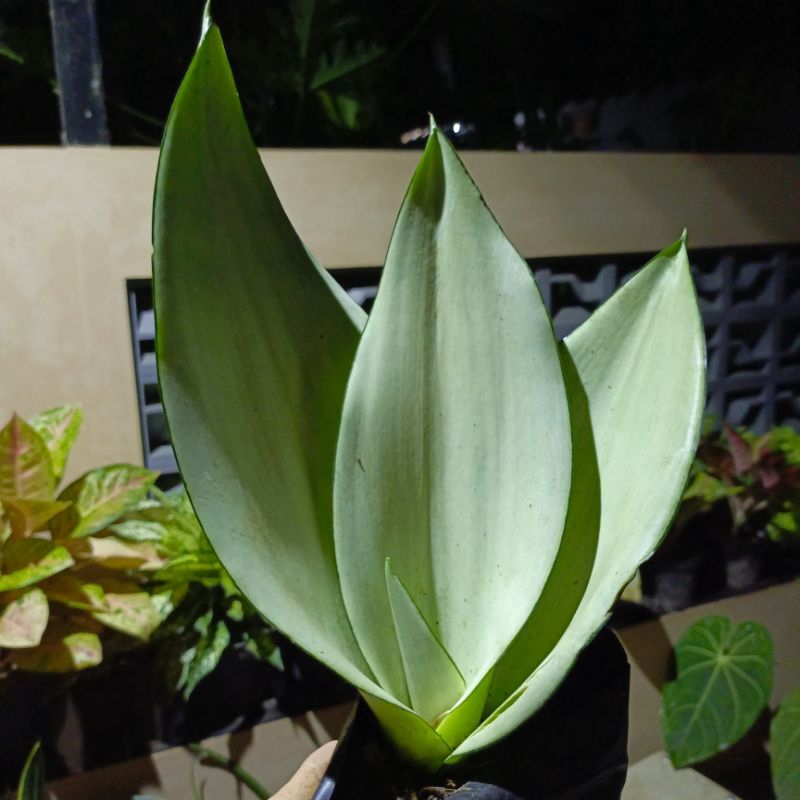 Sanseviera moonshine