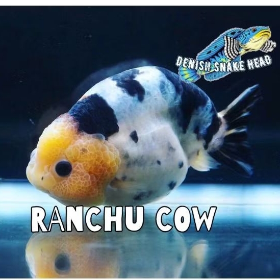 Hiasan aquarium sultan cow ranchu 8-9 aksesoris berkualitas