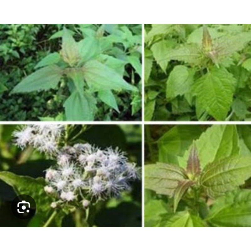 

daun KIRINYUH/daun kopasanda /Daun BLAKACIDA segar 500gr