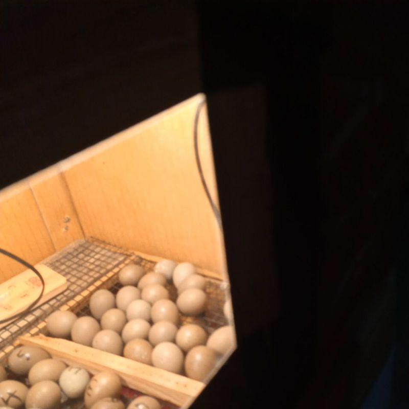 Hiasan telur puyuh batu(pipikau) untuk di tetaskan/10 biji