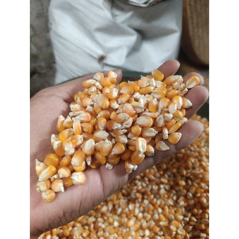 

jagung pipil kering 1kg