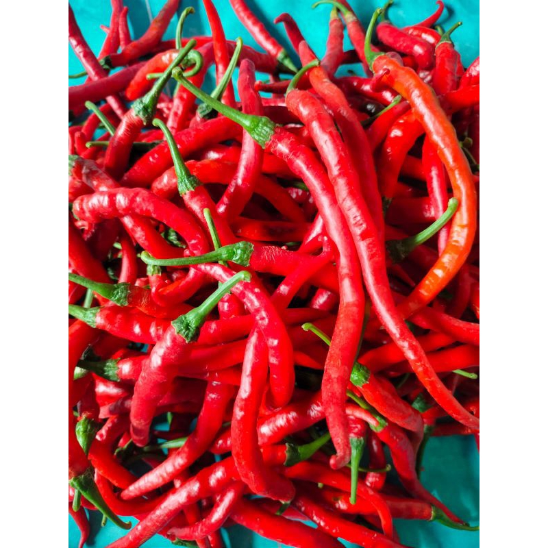 

CABAI MERAH KERITING/CABE BESAR 1 kg