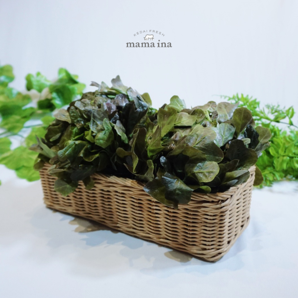 

Salanova Red Oak Leaf 200g