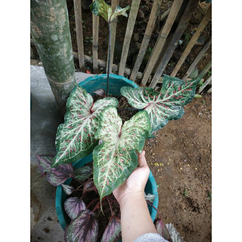 tanaman hias keladi gingerland/caladium gingerland