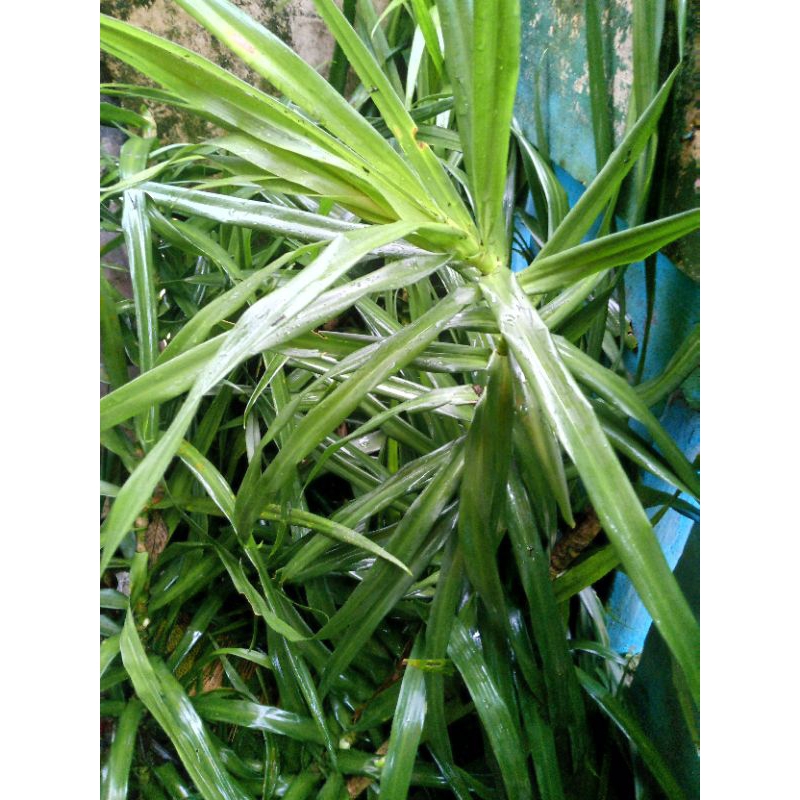 

daun suji pewarna kueh herbal alami
