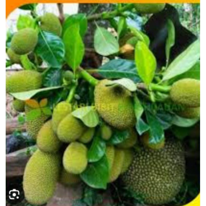 

Buah nangka muda/nangka sayur 1kg murah