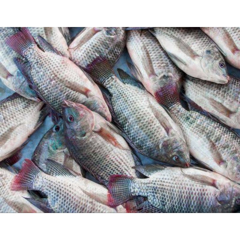 

Ikan Mujair Hidup Ikan Mujair Segar Mujair Frozen 1 Kg