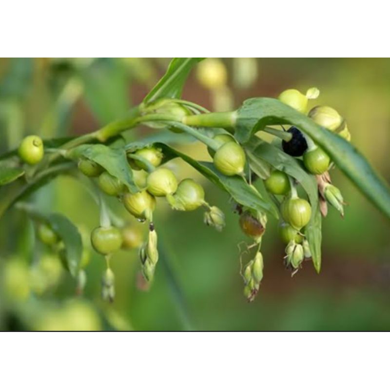 

biji jali jali, 200 biji #Poaceae #Jali