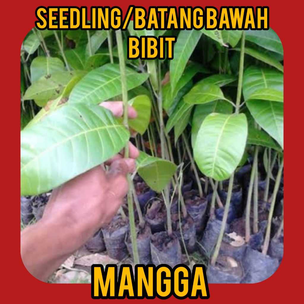 Seedling Bibit Mangga