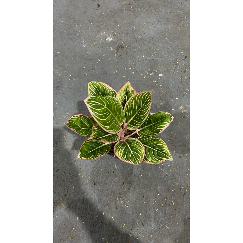 Aglonema minions dewasa