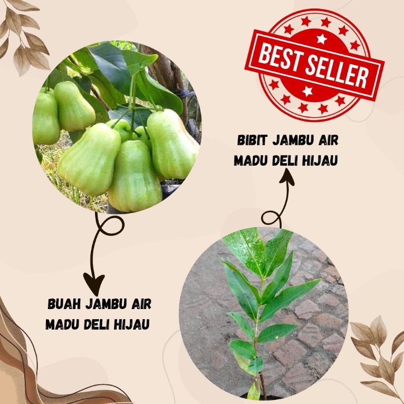 bibit jambu air madu deli hijau