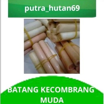 

BATANG KECOMBRANG MUDA 1KG