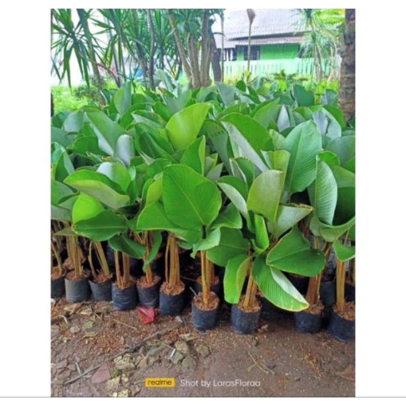 Tanaman Hias Calathea Pisang 1 meter / Tanaman Calathea lutea Pisang / pohon pisang lutea